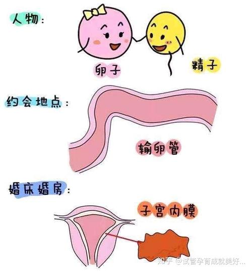 北京供卵试管生男孩，选择性别，实现家庭梦想