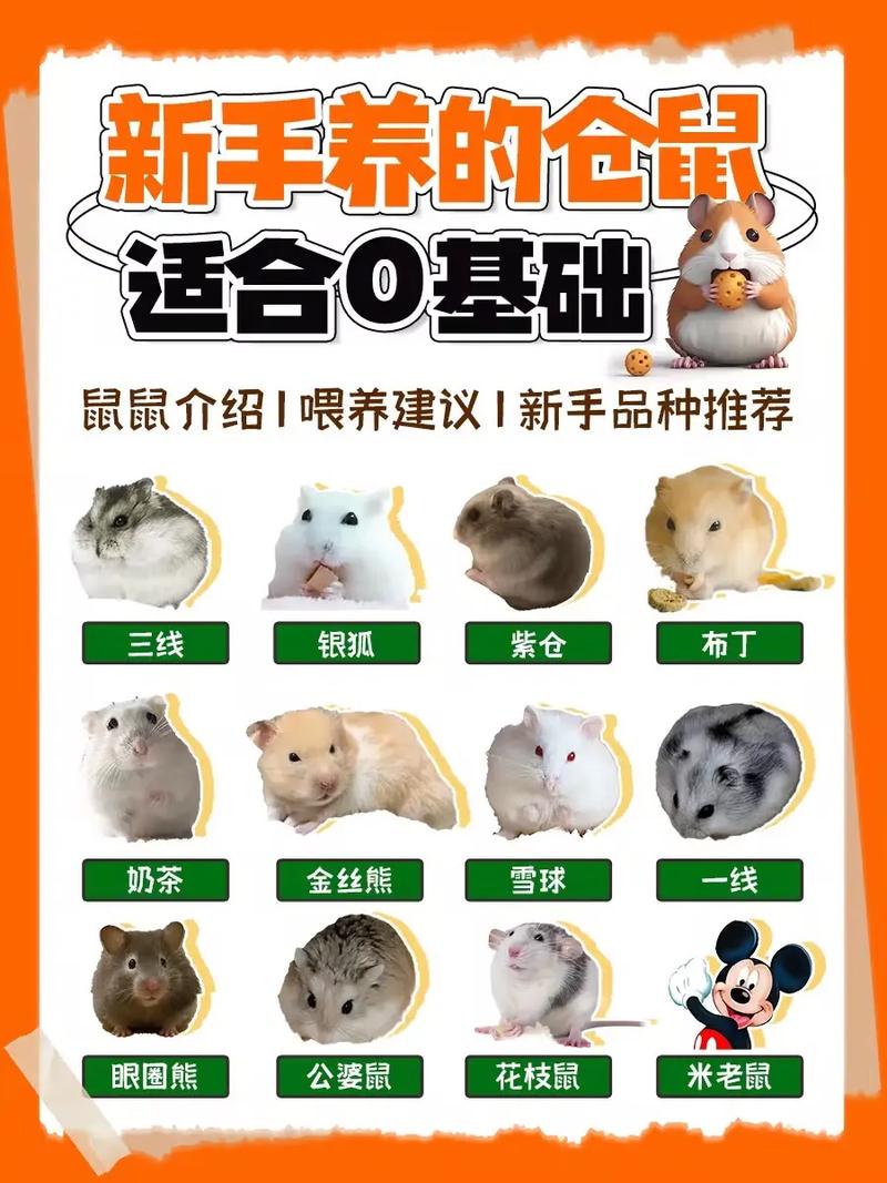 仓鼠怎么养宝宝