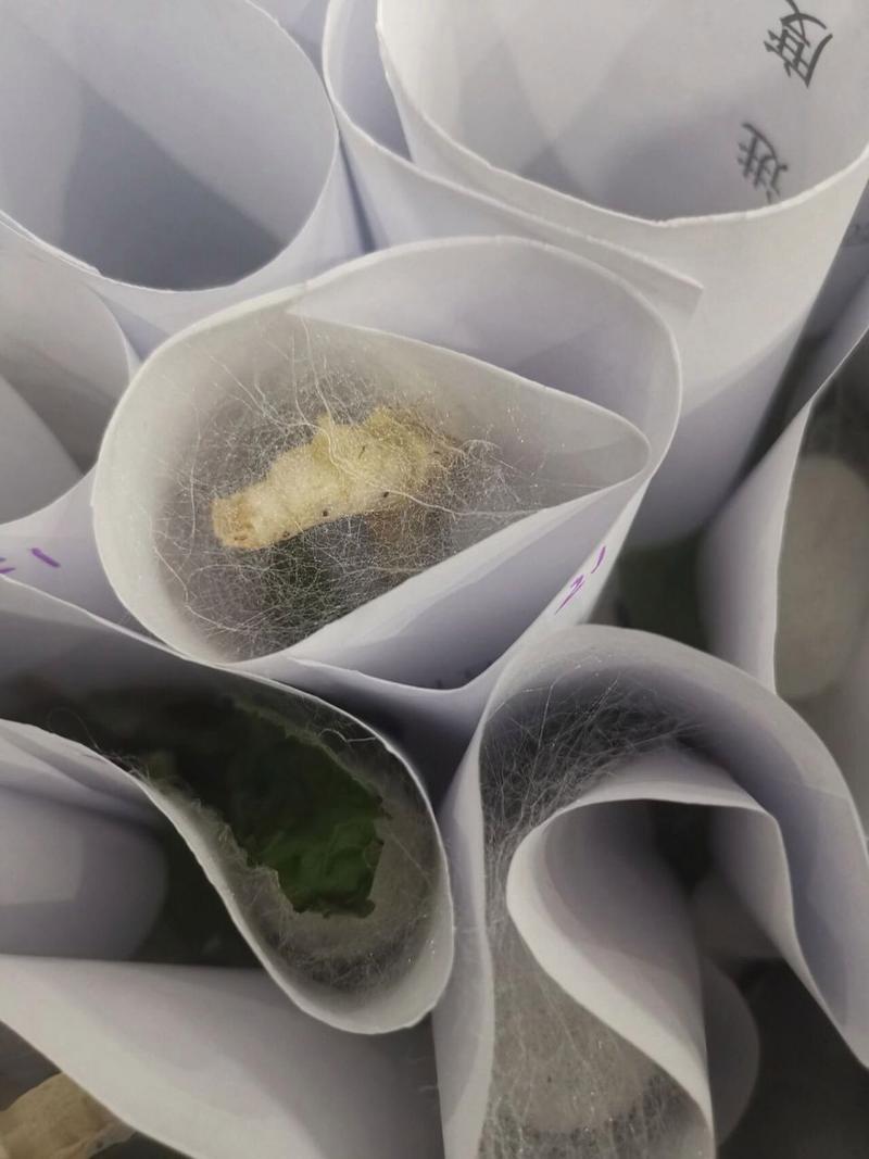 蚕宝宝是怎么吐丝的