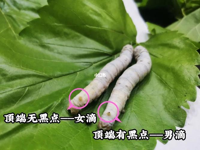 蚕宝宝怎么分辨雌雄